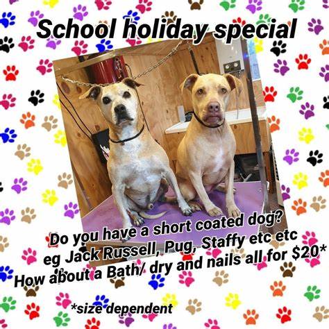 Gentle pet grooming equipment and calm salon setup for small animals