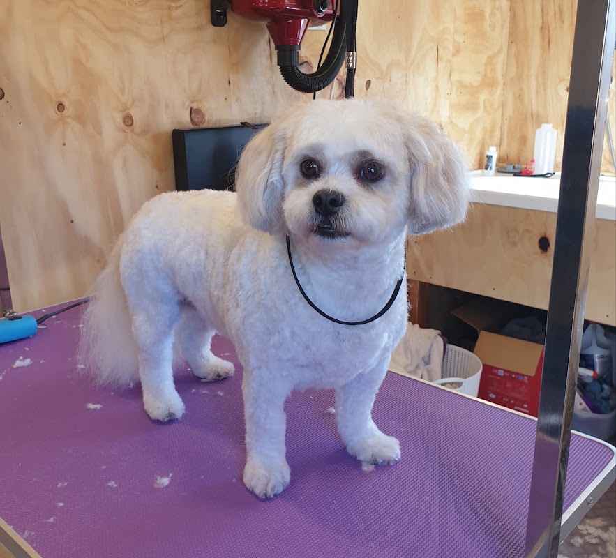 Professional dog grooming with clipper styling in a calm salon