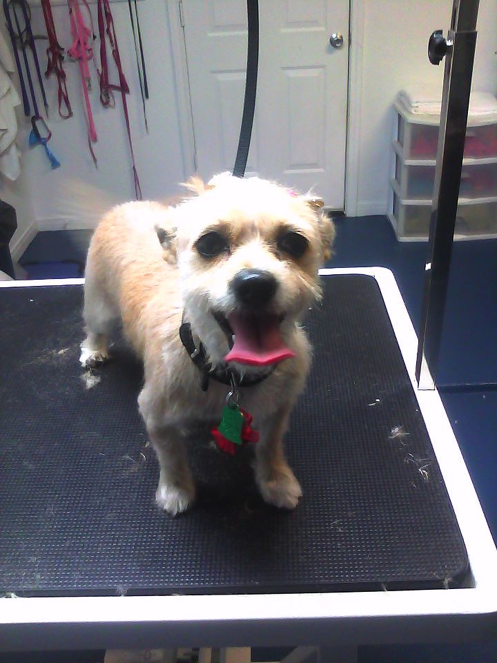 Professional dog grooming with clipper styling in a calm salon