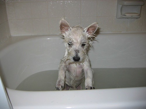 Small white Westie dog enjoying a warm bath during grooming